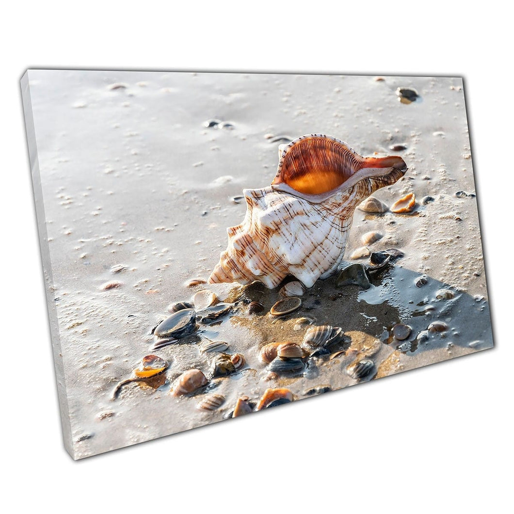 Ocean Shell Washed Up On Wet Sandy Beach Exploring Summer Holiday Marine Souvenir Wall Art Print On Canvas Mounted Canvas print