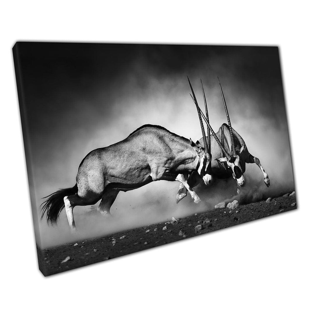 Gemsbok Duel Battle Fight Stunning Nature Black And White Photography Wall Art Print On Canvas Mounted Canvas print