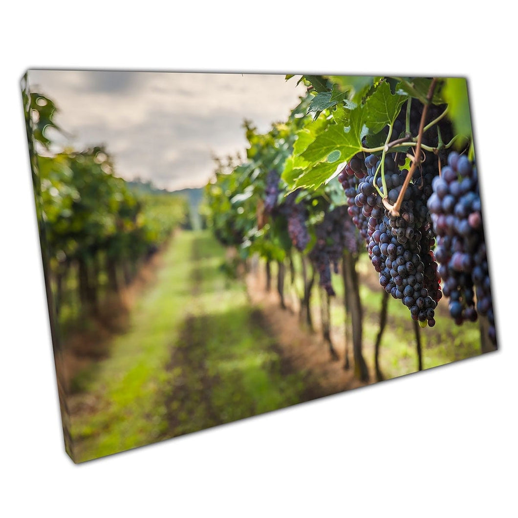 Grape Wine Vineyard Harvest Soft Focus Photography Wall Art Print On Canvas Mounted Canvas print