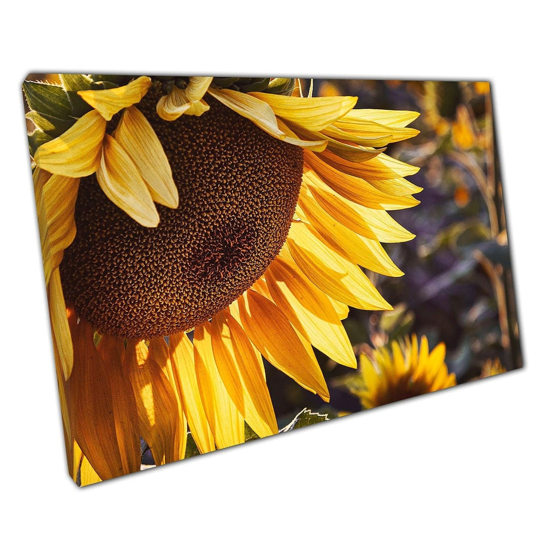 Vibrant Yellow Sunflower In Sunflower Field At Sunset Nature Photography Wall Art Print On Canvas Mounted Canvas print