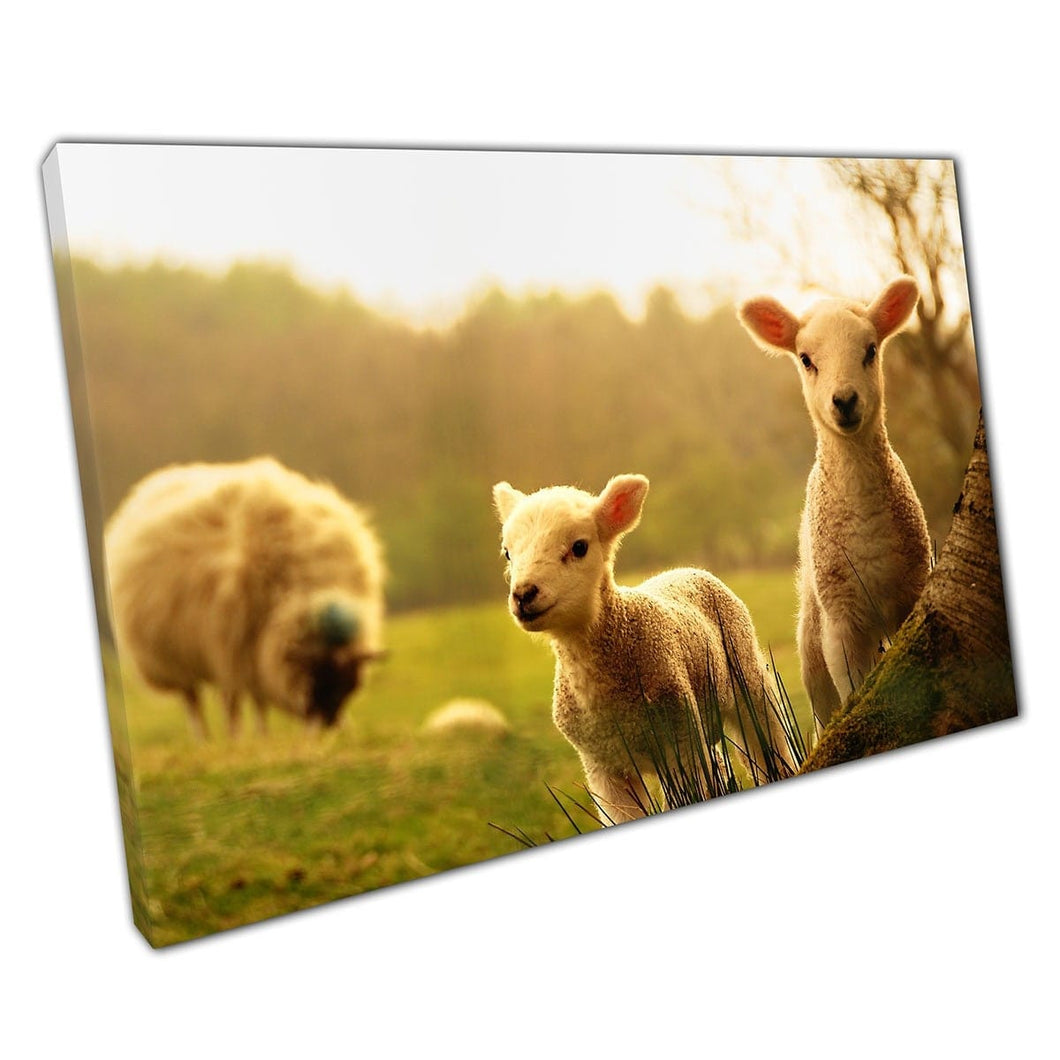 Happy Spring Lambs Baby Sheep Bravely Exploring Farmland Fields Wild Animals Cute Wall Art Print On Canvas Mounted Canvas print