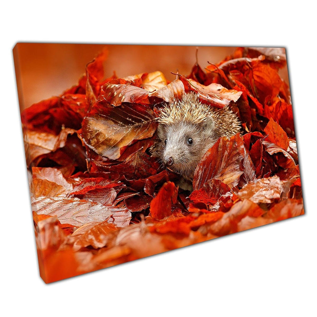 Hédgehog européen se cachant dans un tas d'automne rouge orange laisse une imprimé d'art mural faunique sur toile montée en toile imprimé