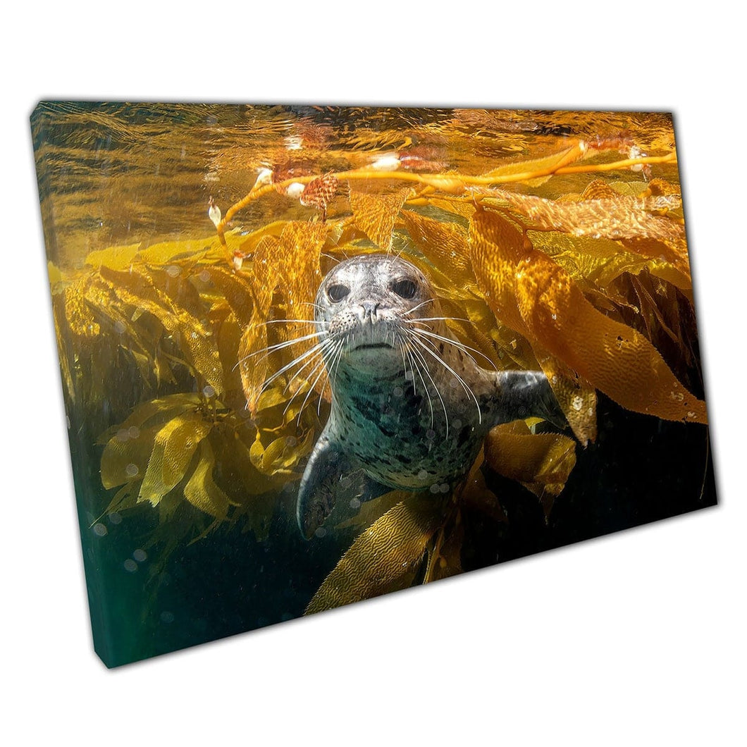 Adorable Curious Harbour Seal Swimming Through Kelp In Southern California Wall Art Print On Canvas Mounted Canvas print