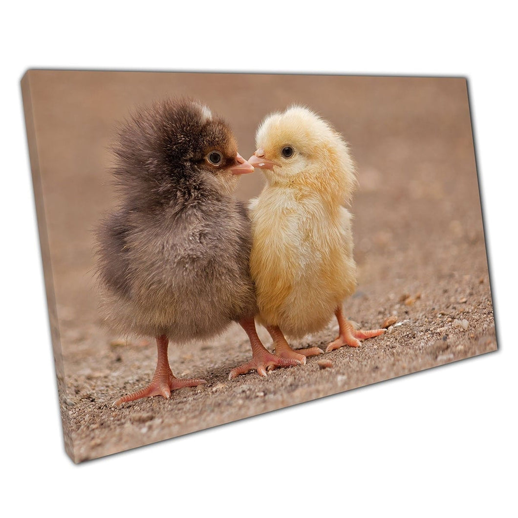Baby Chickens Brown Yellow Chicks Kissing Cute Nature Photography Wall Art Print On Canvas Mounted Canvas print