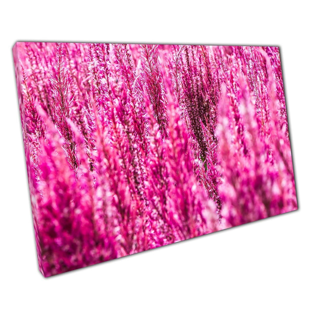 Stunning Magenta Florals Flower Garden Meadow In The Light Of The Summer Sun Wall Art Print On Canvas Mounted Canvas print