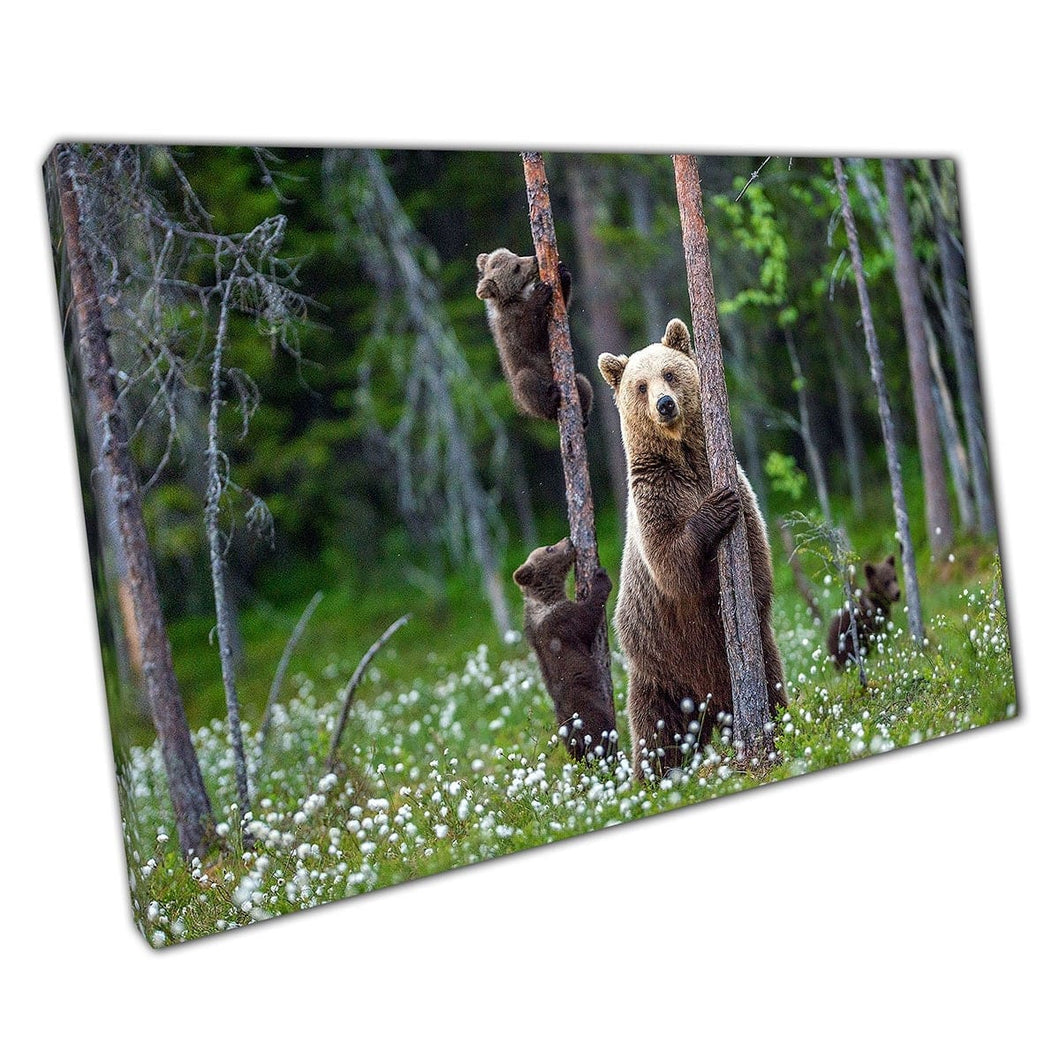 Mother Bear And Bear Cubs Play Among The Branches And Flowers In Woodland Habitat Wall Art Print On Canvas Mounted Canvas print