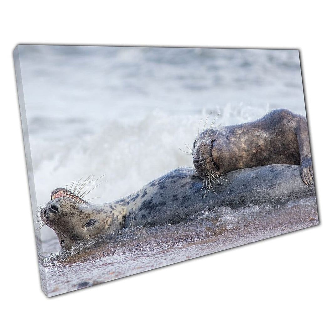 Two Seals Lying Together Playing Having Fun In The Sea Love Sea Animals Horsey UK Wall Art Print On Canvas Mounted Canvas print
