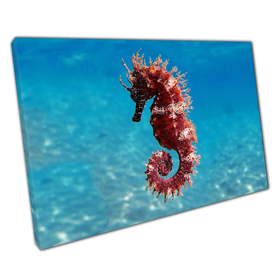 Mediterranean Seahorse Floating Through The Clear Blue Ocean Water Sea Life Wall Art Print On Canvas Mounted Canvas print