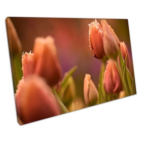 Print on Canvas Peach Tulips Flower Floral Canvas Wall Art Print Mounted Canvas print