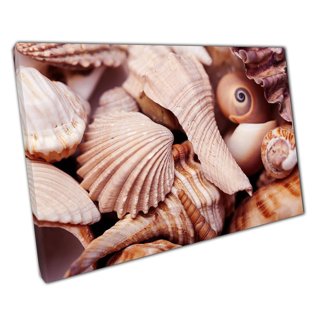 Marine Life Sea Life Themed Objects Cluster Of Brown Neutral Toned Shells Wall Art Print On Canvas Mounted Canvas print