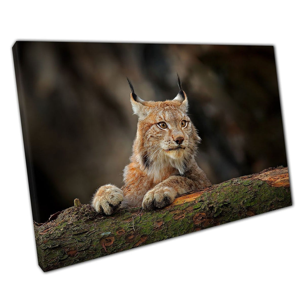 Eurasian Lynx Playing On A Large Mossy Green Fallen Tree Trunk Natural Habitat Wall Art Print On Canvas Mounted Canvas print