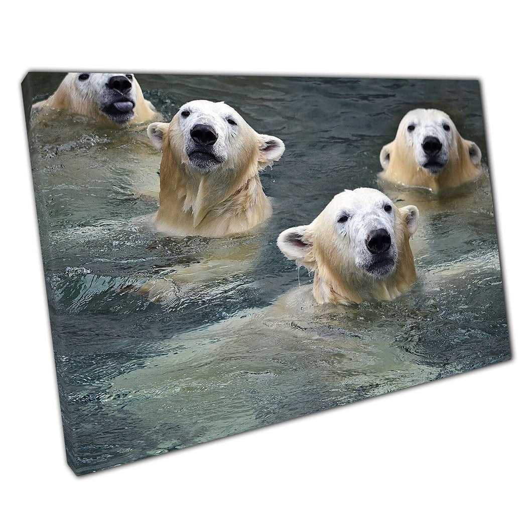 Friendly Fluffy Polar Bears Taking A Swim In Calming Water Funny Animal Photography Wall Art Print On Canvas Mounted Canvas print