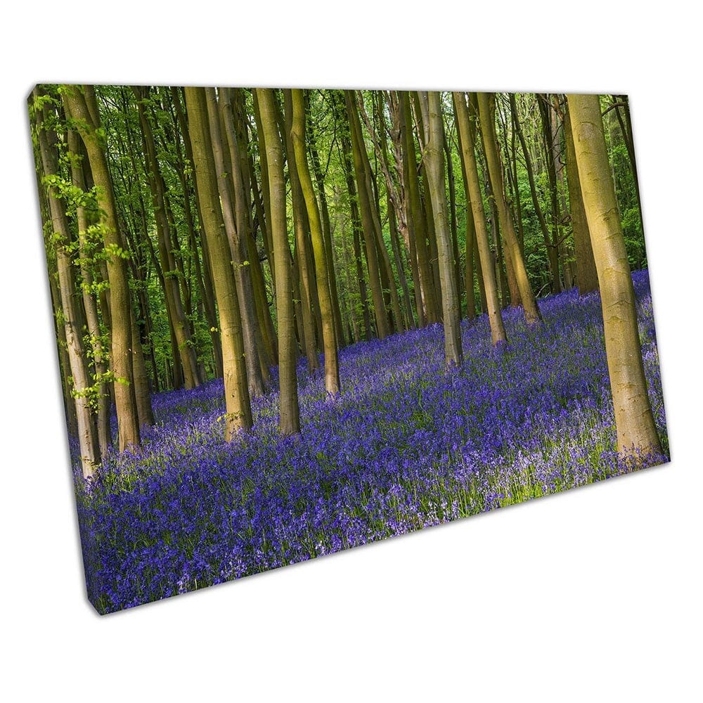 Ancient bluebell wildflowers woods in Oxfordshire Ready to Hang Wall Art Print Mounted Canvas print