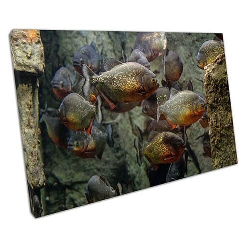Print on Canvas Piranha Fish Canvas Wall Art Ready To Hang Print Mounted Canvas print