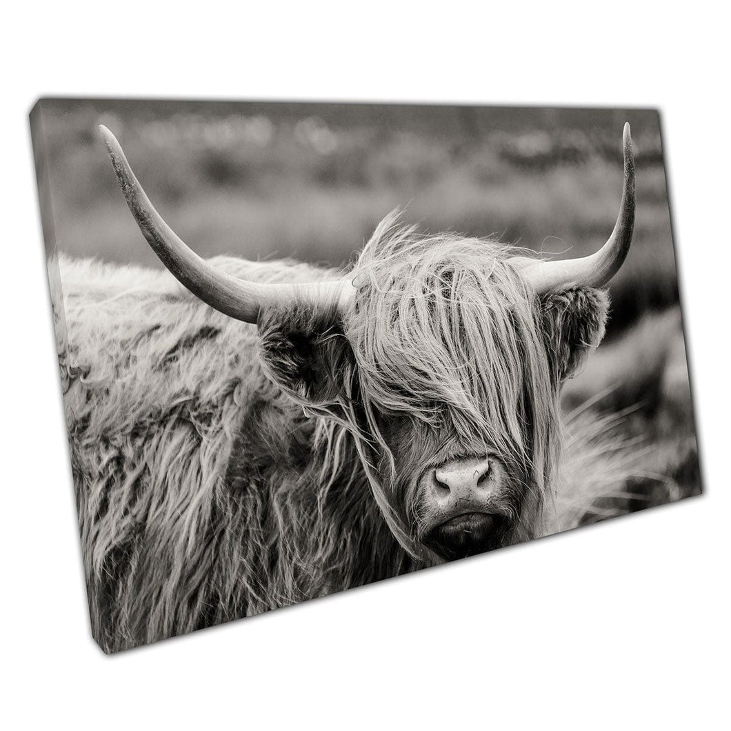 Powerful Farmland Scottish Highland Bull Cow Cattle Black And White Photography Wall Art Print On Canvas Mounted Canvas print