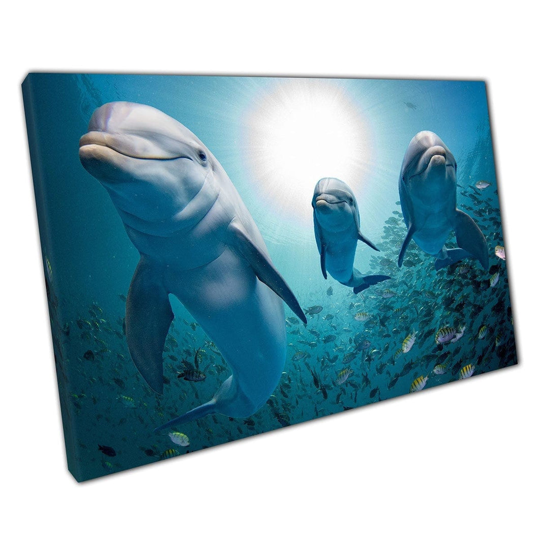 Three Friendly Dolphins Swimming With A Group Of Tropical Fish In The Ocean Sea Life Wall Art Print On Canvas Mounted Canvas print