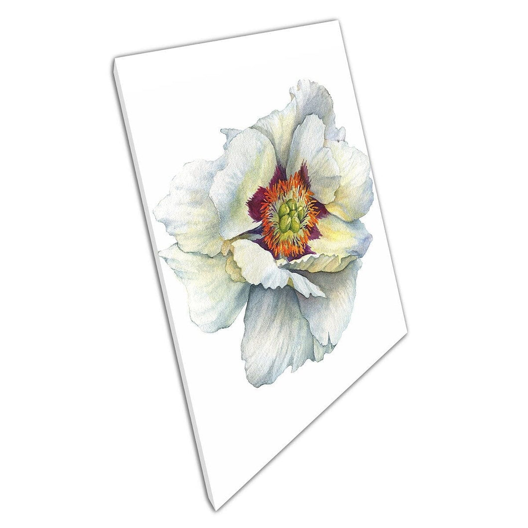 Stunning Watercolour Botanical Illustration Of White Peony Flower Wall Art Print On Canvas Mounted Canvas print