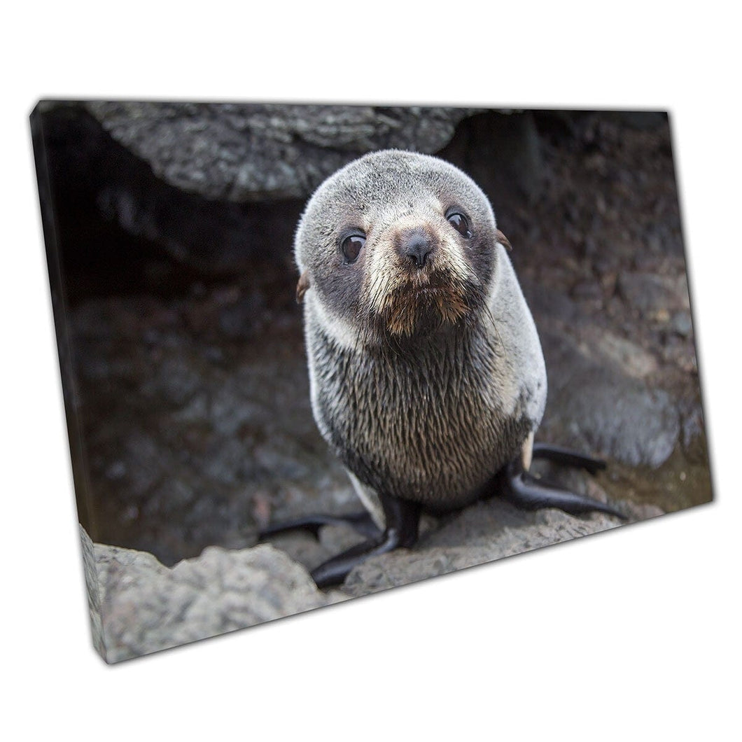 Small Cute Fur Seal Pup Resting On A Rock Adorable Wild Animal Photography Wall Art Print On Canvas Mounted Canvas print
