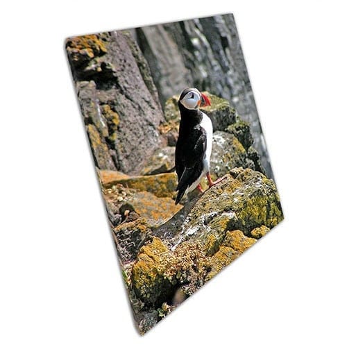 Print on Canvas Happy Puffin Bird on the Rocks Wall Art Print Mounted Canvas print