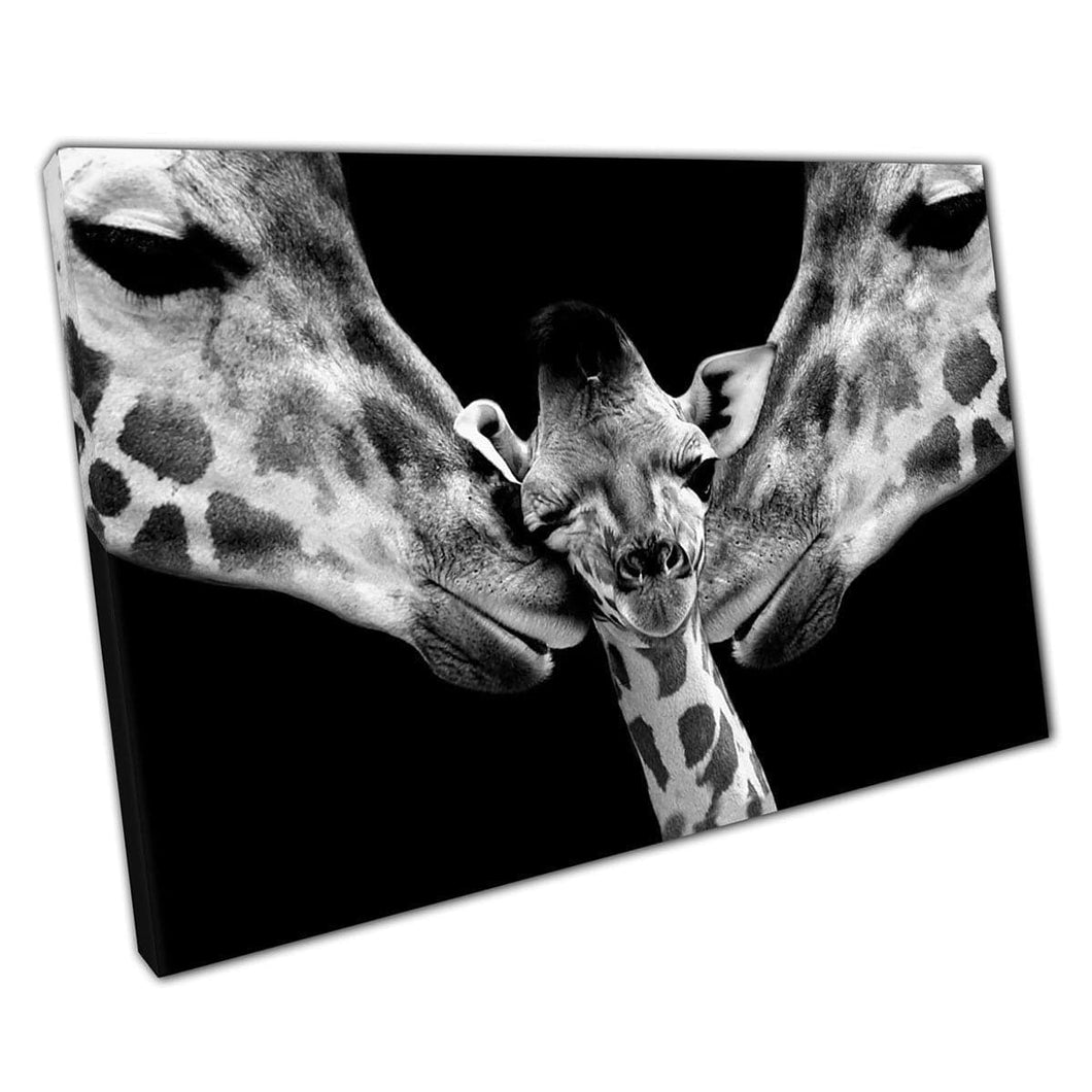 Mutter Vater und Baby Giraffe schöne Familienbindung Graustufen Tierfotografie Wandkunstdruck auf Leinwand montiertes Leinwand Druck