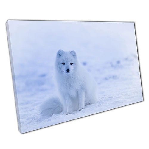 Print on Canvas White Arctic Fox in Snow Iceland to Hang Wall Art Print Mounted Canvas print