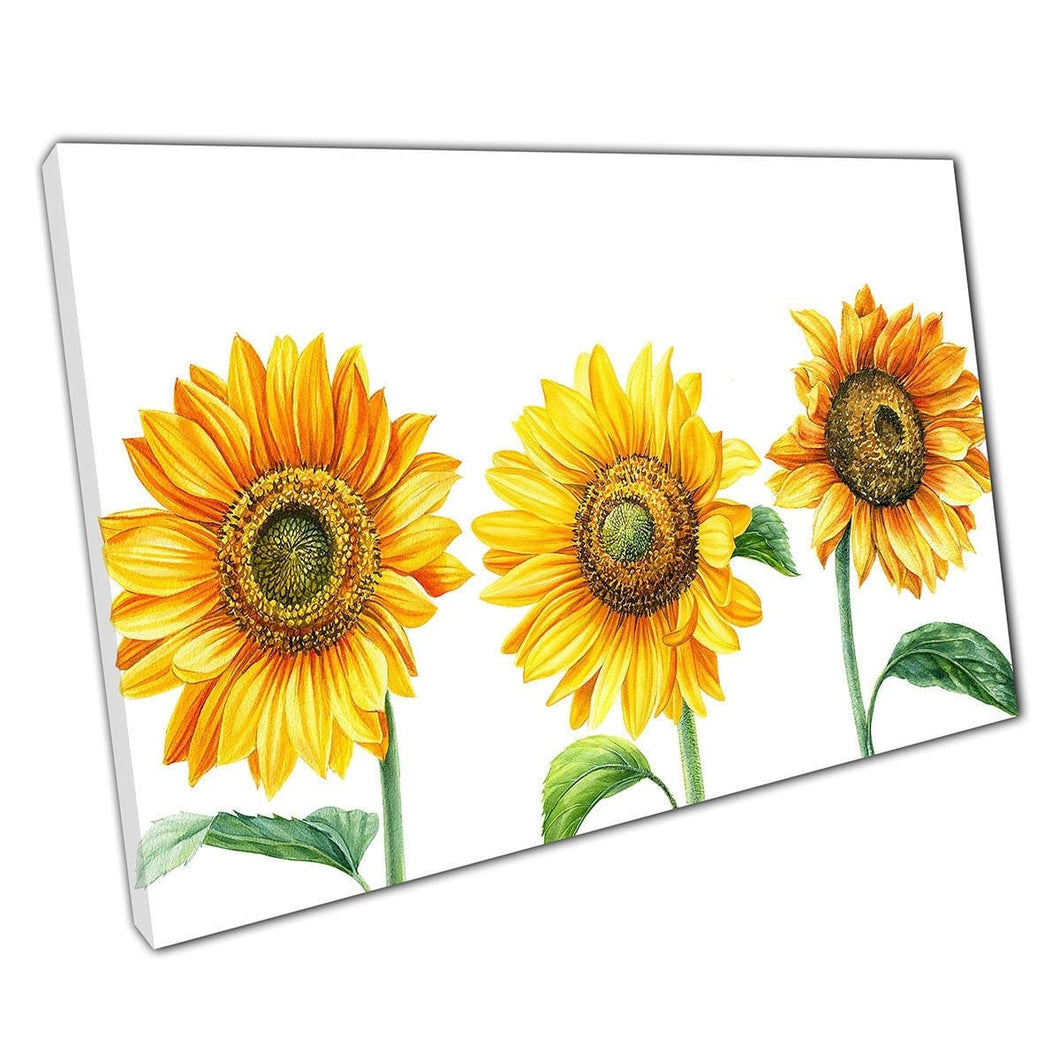 Three Vibrant Realistic Sunflowers In Bloom Watercolour Painting Illustration Wall Art Print On Canvas Mounted Canvas print
