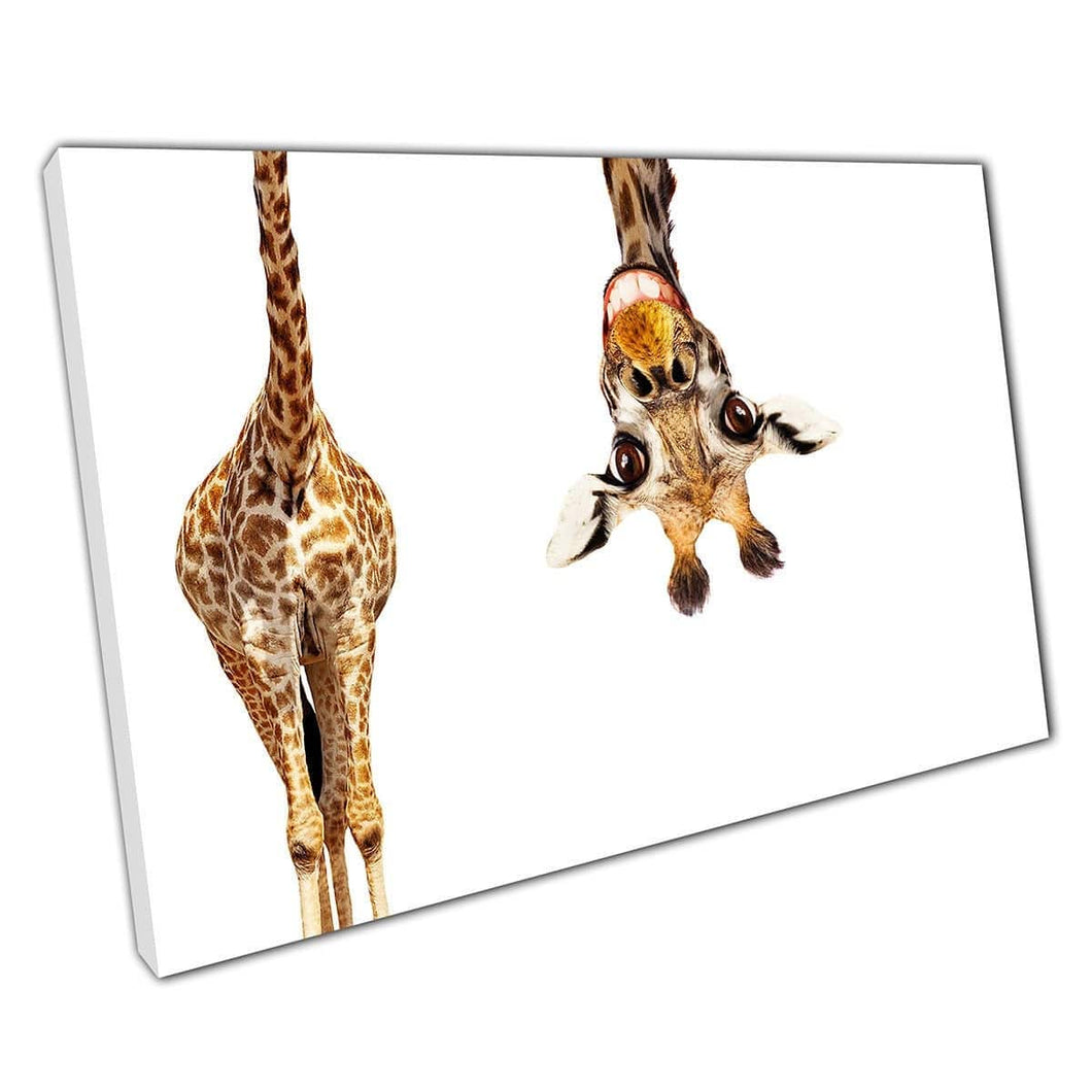 Funny Animals giraffe Art Canvas Wall Art print on canvas Mounted Canvas print
