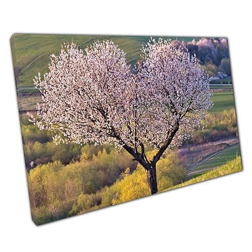 Print on Canvas Cherry Blossom Loveheart Tree Ready to Hang Wall Art Print Mounted Canvas print