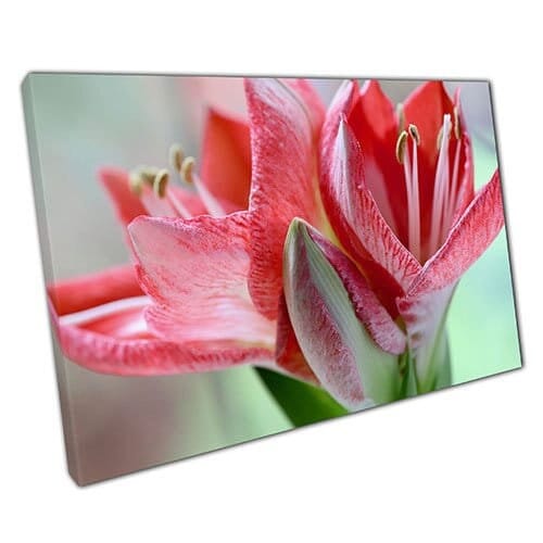 Print on Canvas Amaryllis Pink Red Ready to Hang Wall Art Print Mounted Canvas print