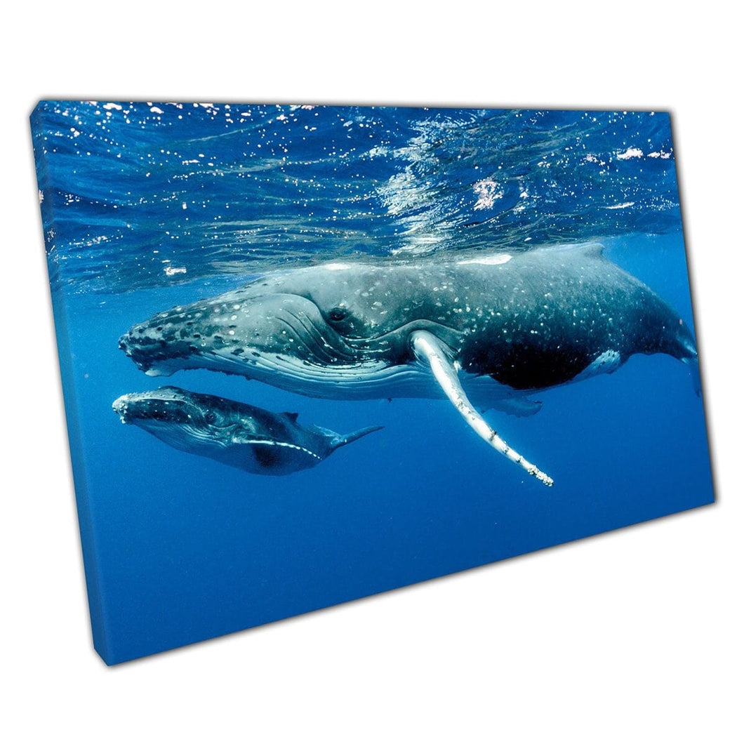 Adult And Child Humpback Whales Happily Swimming Through The Pacific Ocean Sea Life Wall Art Print On Canvas Mounted Canvas print