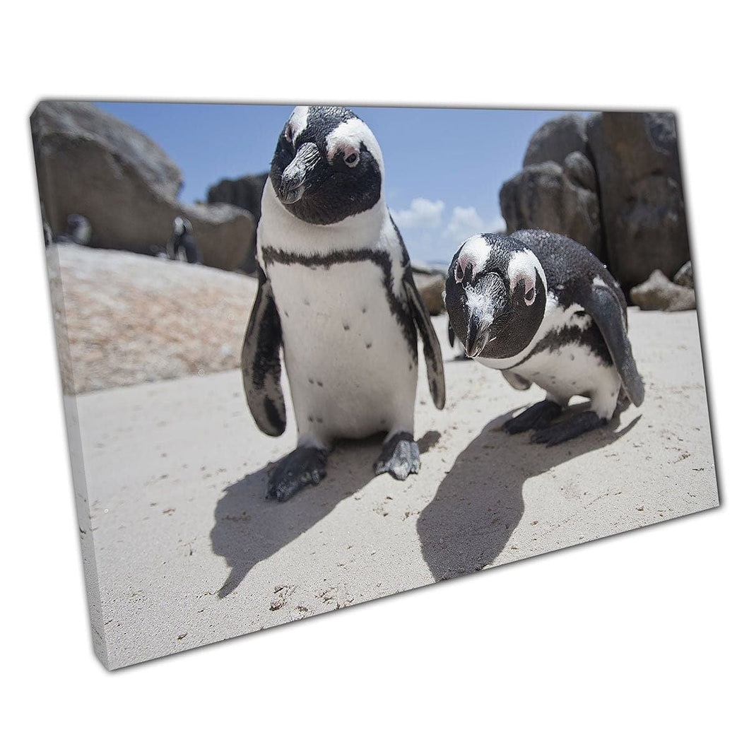 African Penguins Curiously Inspecting Camera Funny Wildlife Moment Photography Wall Art Print On Canvas Mounted Canvas print