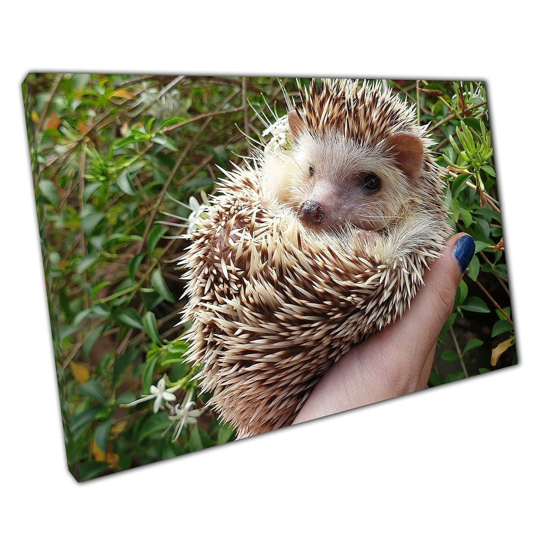 Cute Young African Pygmy Hedgehog Happily Sitting Wild Animal Funny Pet Photography Wall Art Print On Canvas Mounted Canvas print