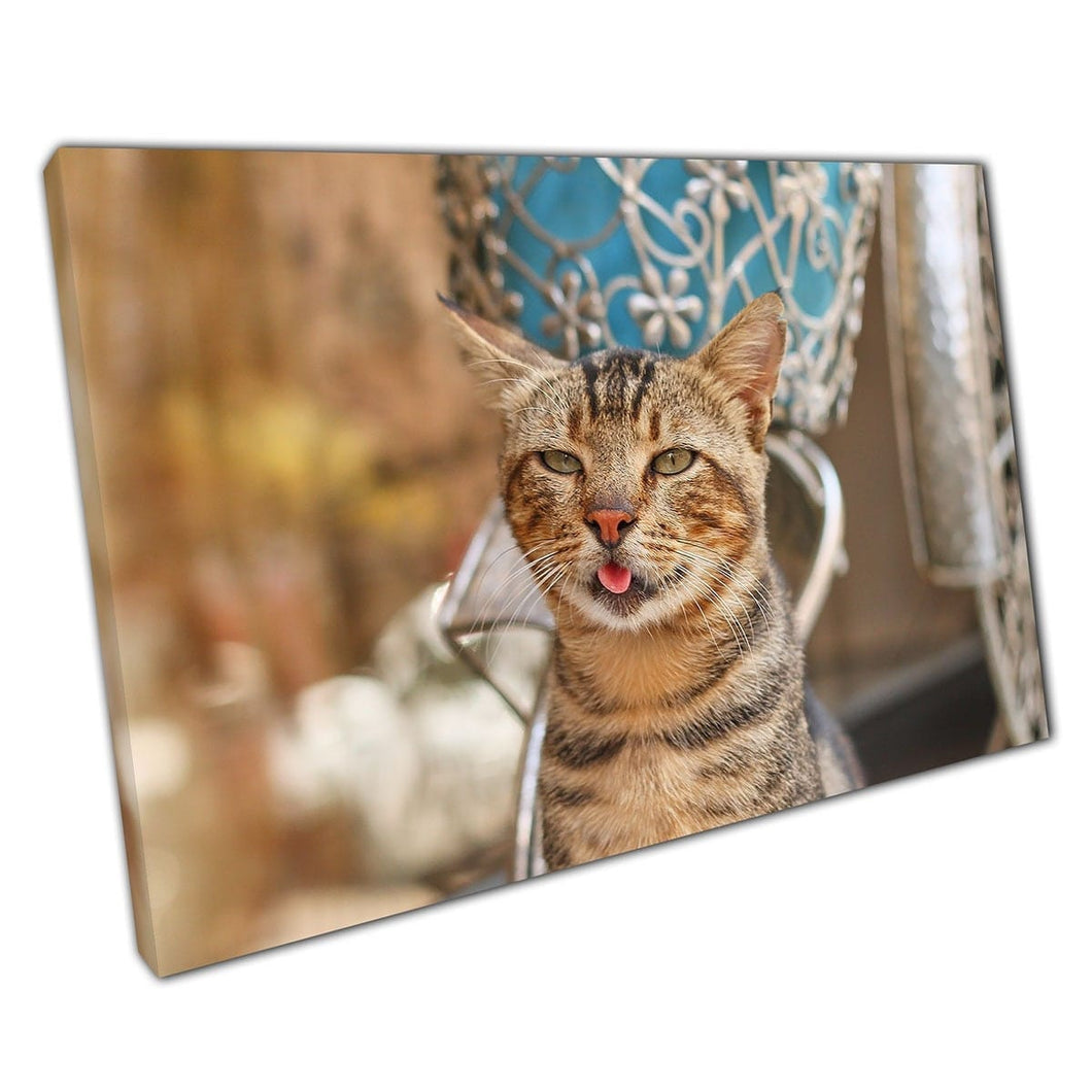 Lustige Katze mit Zunge, die sich im Schaufenster entspannen im Laden Fenster nette Tierfotografie Wandkunst Druck auf Leinwand montiertes Leinwand Druck