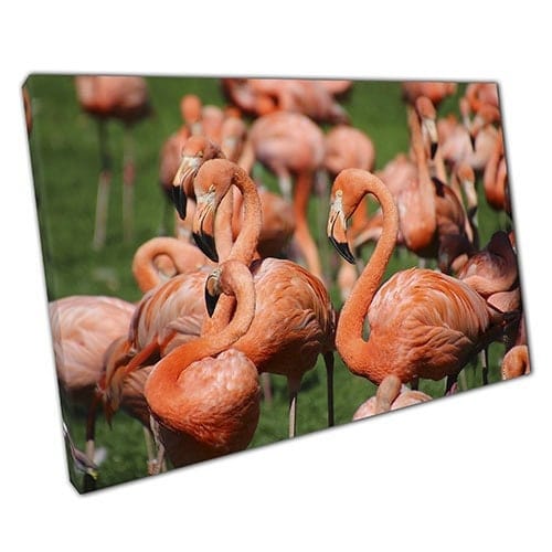 Print on Canvas Group of Wild Flamingos Exploring Wall Art Print Mounted Canvas print