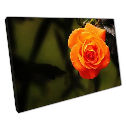 Print on Canvas orange rose Ready to Hang canvas Wall Art Print Mounted Canvas print