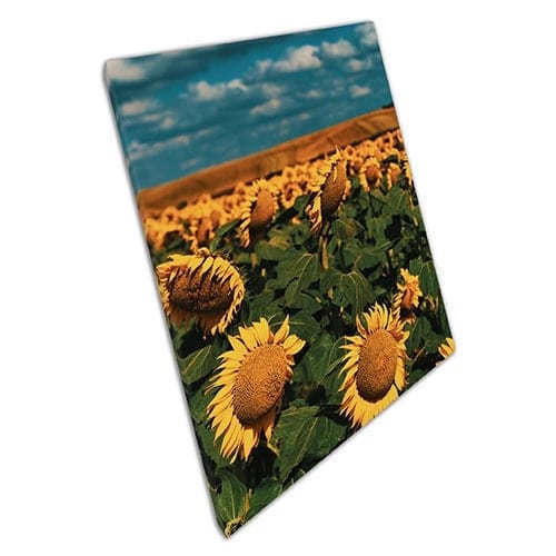 Print on Canvas Blooming Sunflower Field in the Sun Wall Art Print Mounted Canvas print
