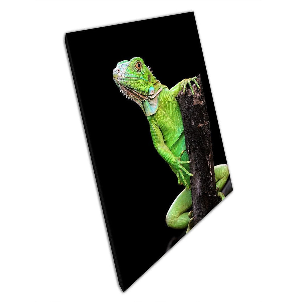 Green Iridescent Iguana Perched On Dark Wood Branch Vibrant Wild Photography Wall Art Print On Canvas Mounted Canvas print