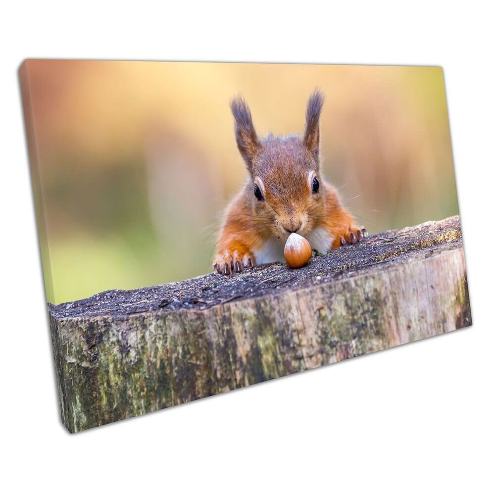 wildlife Animal Red Squirrel can't believe his luck Nut Ready to Hang Wall Art Print On Canvas Mounted Canvas print