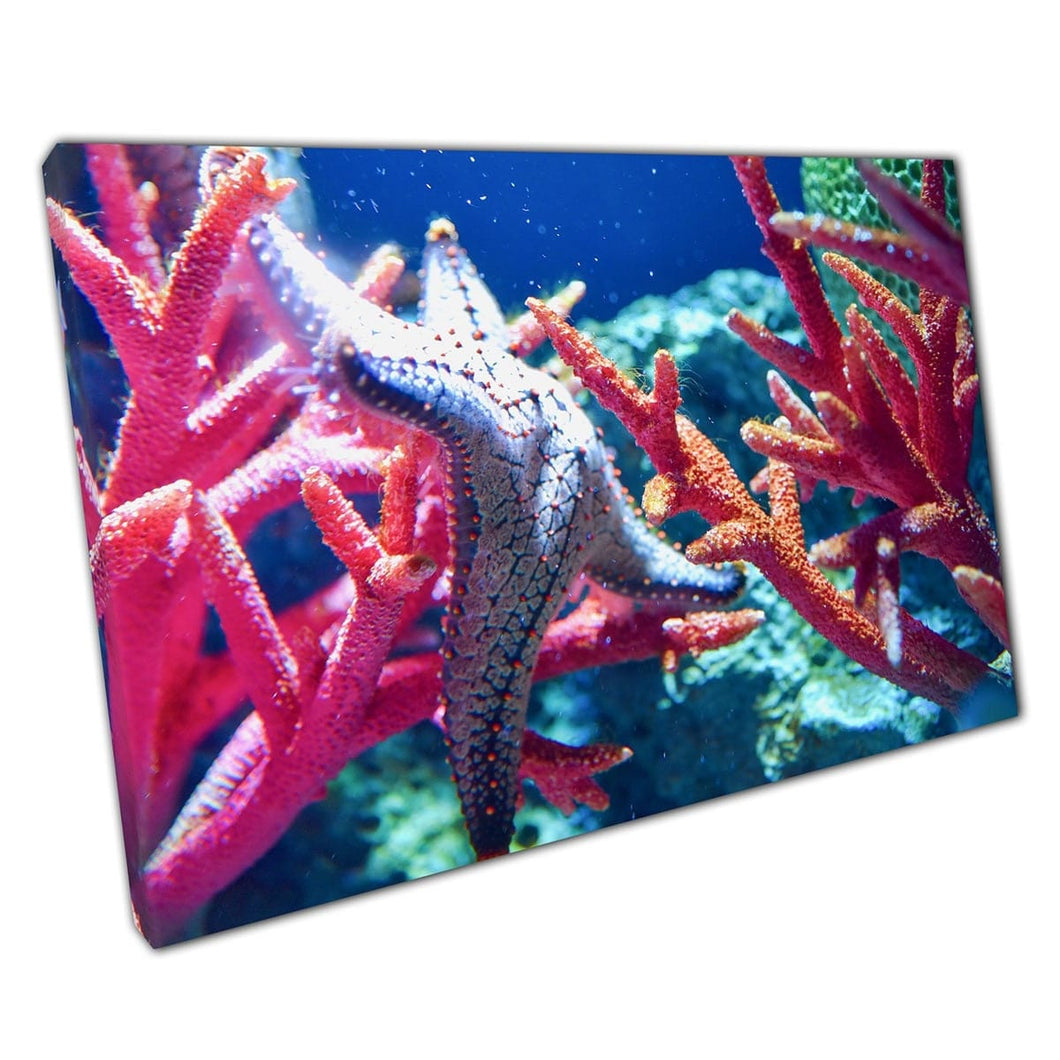 Starfish Relaxing On Branches Of Vibrant Coral In Deep Blue Water Ocean Sea Life Wall Art Print On Canvas Mounted Canvas print