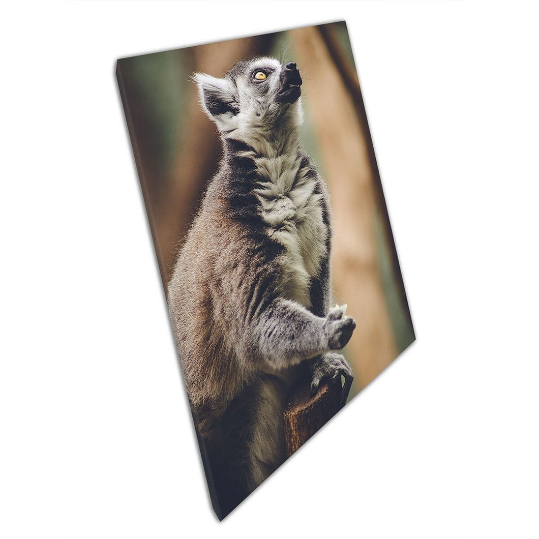 Ring Tailed Lemur Monkey Nature Wildlife Photography Wall Art Print On Canvas Mounted Canvas print