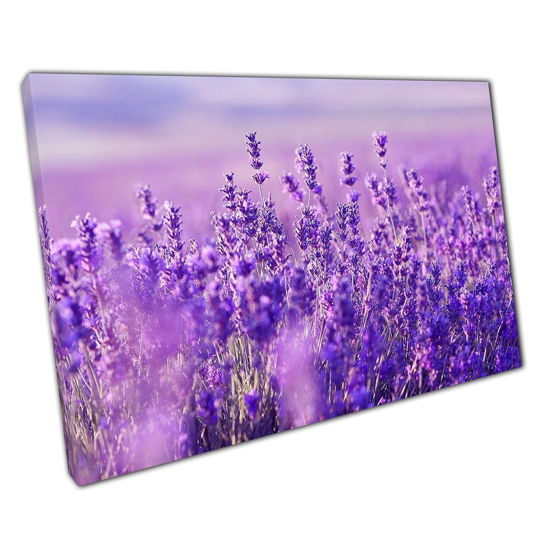 Vibrant Purple Lavender Fields In The Summer Sun Wall Art Print On Canvas Mounted Canvas print