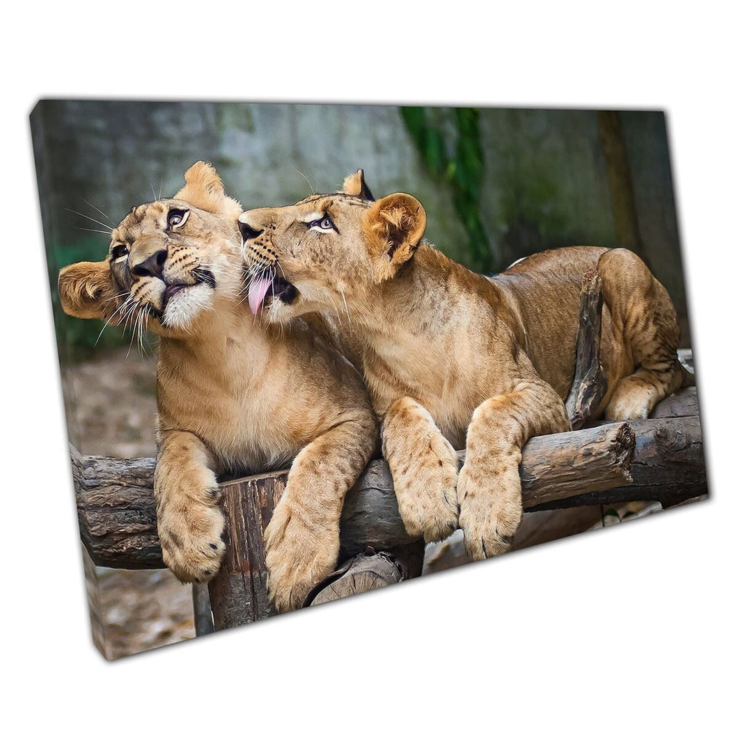 Two Young Lion Cubs Relaxing Playing Together Wildlife Animal Photography Wall Art Print On Canvas Mounted Canvas print