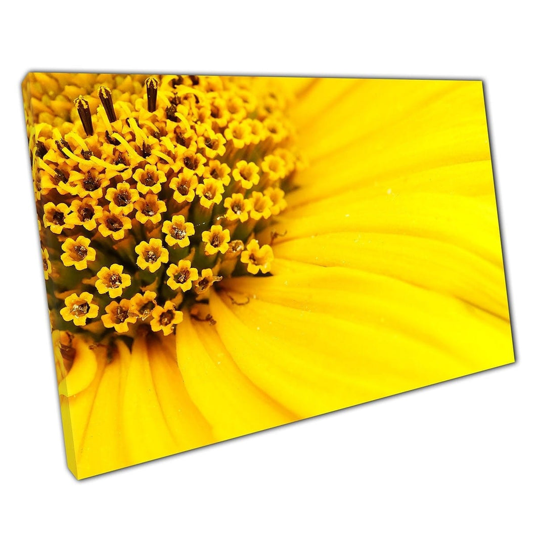 Central Flower Vibrant Yellow Petals Macro Nature Photography Wall Art Print On Canvas Mounted Canvas print