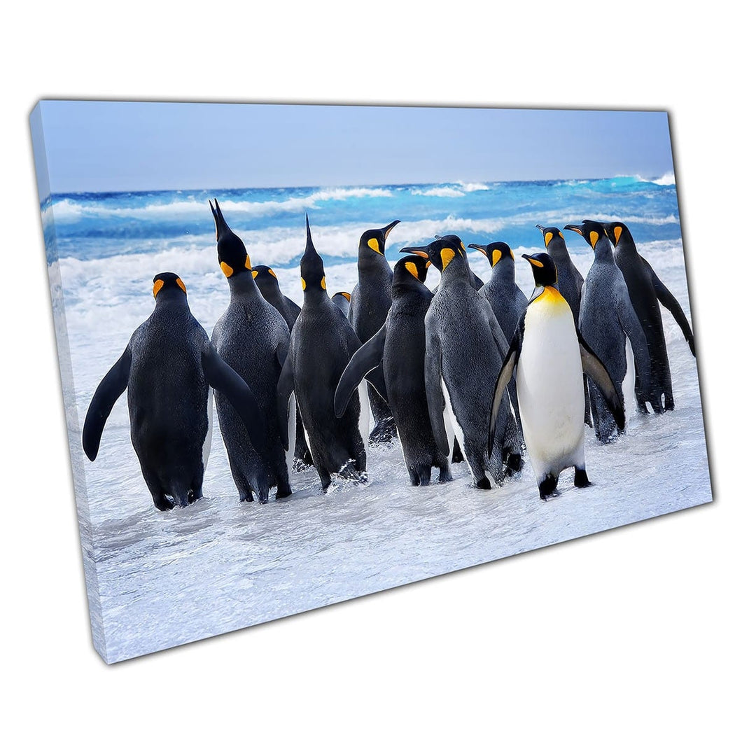 Huddled Group Of King Penguins Heading Towards Water In The Falkland Islands Wall Art Print On Canvas Mounted Canvas print