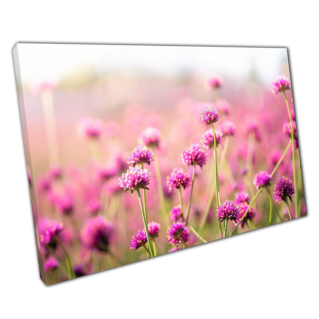 Sunny Field Of Amaranth Flowers Wall Art Print On Canvas Mounted Canvas print