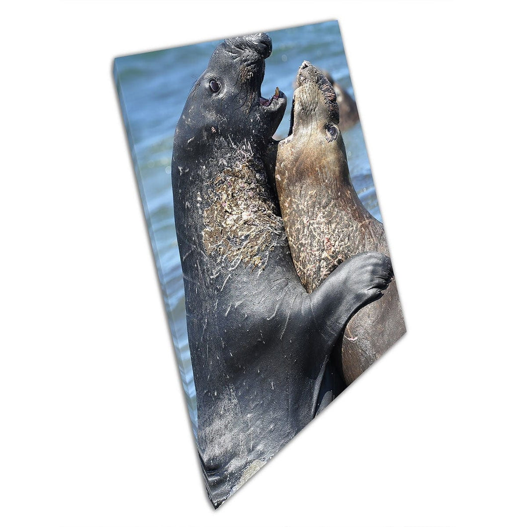 Two Seals Fighting Above Waterline Intense Wildlife Sea Life Photography California Wall Art Print On Canvas Mounted Canvas print