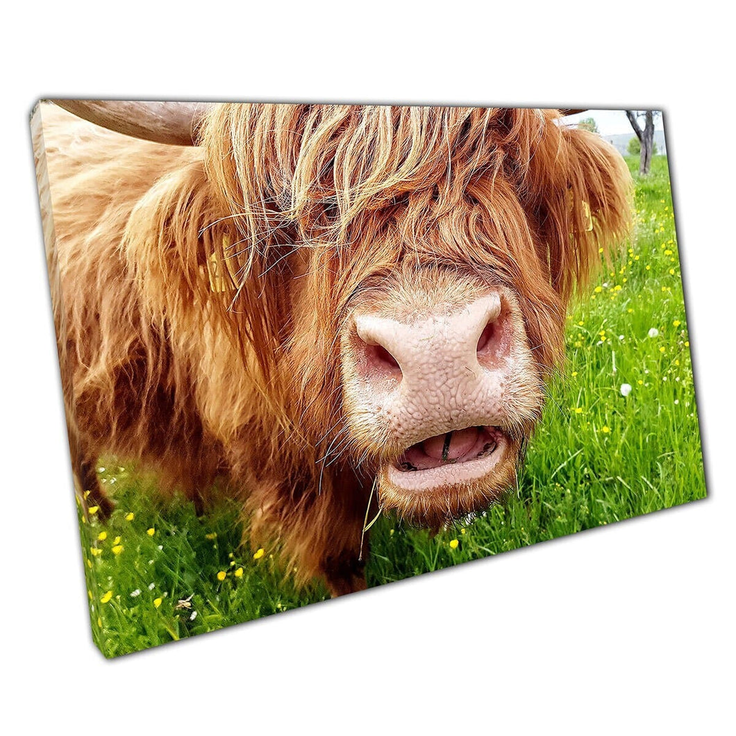 Happy Hairy Highland Cow Chewing On Grass In A Green Meadow Wild Animal Photography Wall Art Print On Canvas Mounted Canvas print