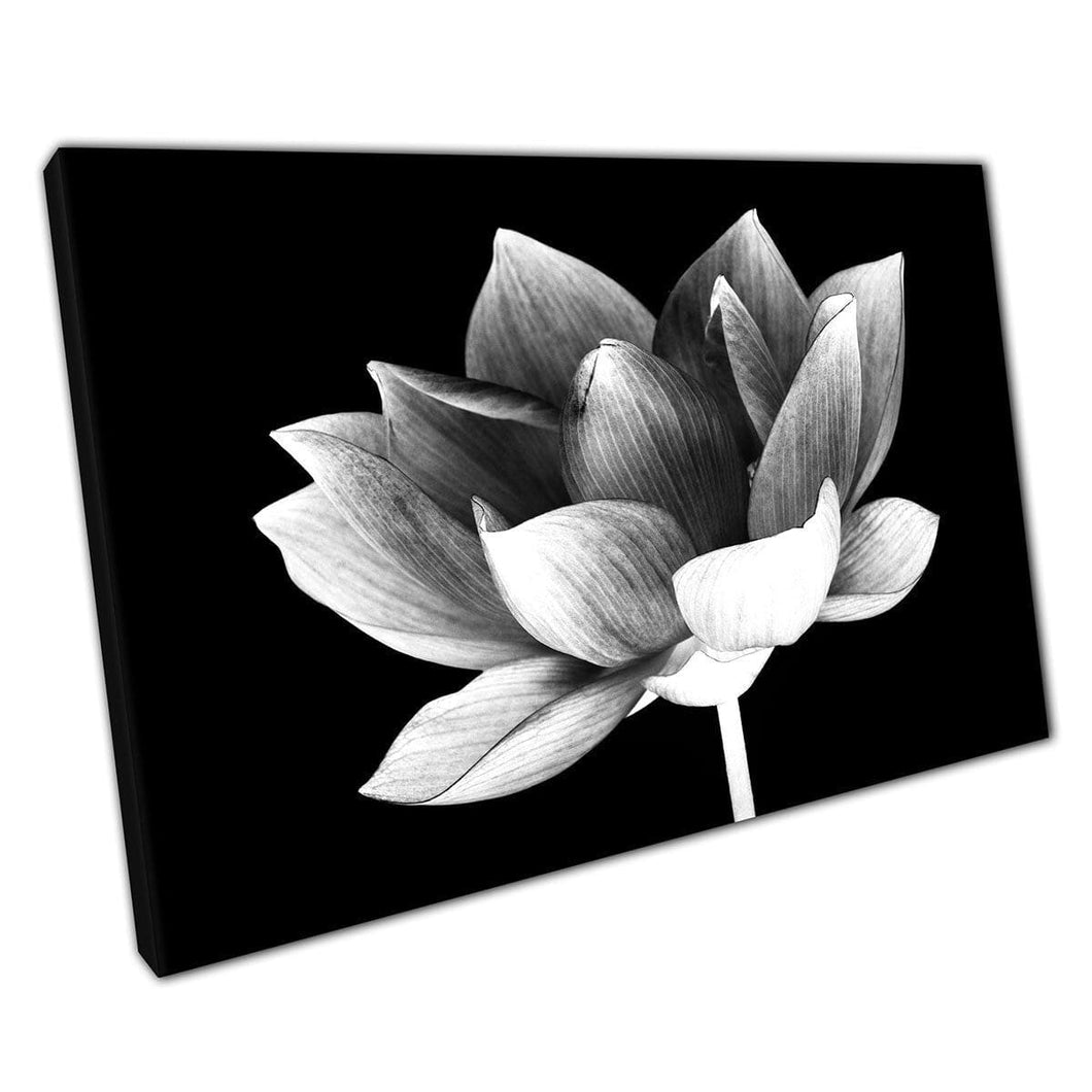 Detailed Contrasting Lotus Flower Blooming Minimalist Abstract Floral Photography Wall Art Print On Canvas Mounted Canvas print
