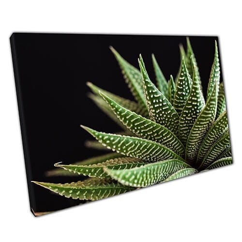 Print on Canvas Spiky Succulent House Plant Wall Art Print Mounted Canvas print