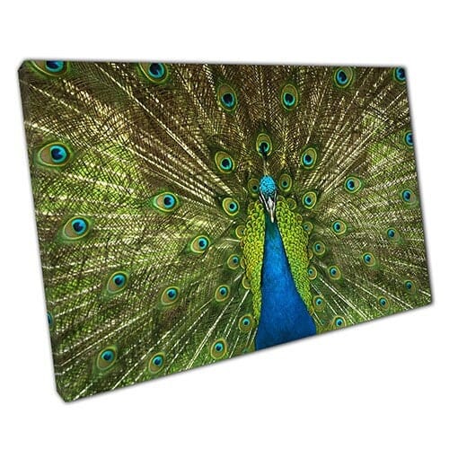 Print on Canvas Peacock Showing Tail Feathers Ready to Hang Wall Art Print Mounted Canvas print